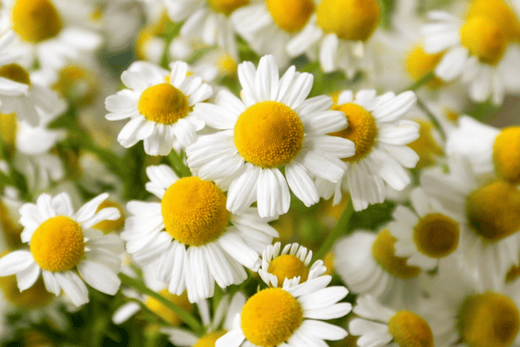 Chamomile Tea for Women's Health: Menstrual Relief, Hormone Balance, and Wellness