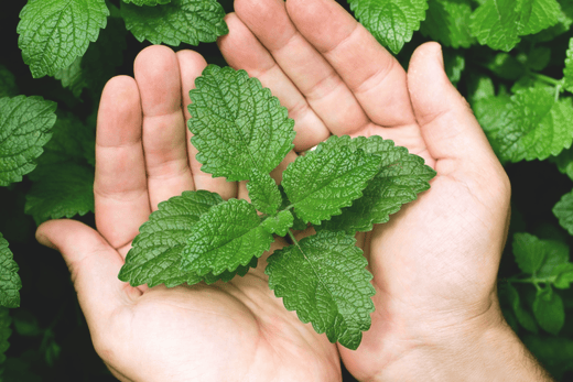 Mint: A Cooling Herb for Stress Relief and Relaxation