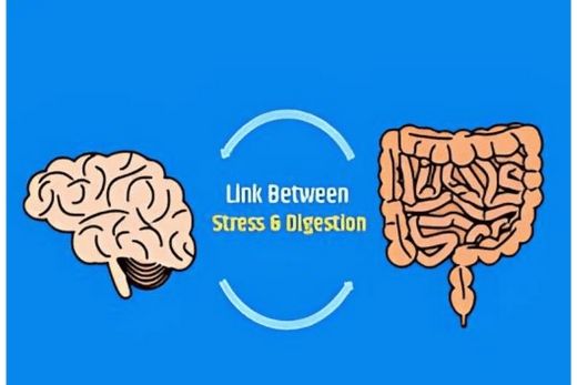 Understanding the Gut-Brain Connection: Stress and Digestion