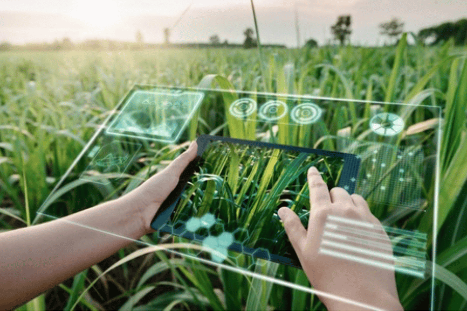 Revolutionizing Organic Agriculture: AI Farming