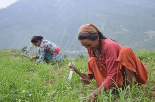 - Against the Odds: Women Breaking Barriers in Uttarakhand's Agriculture.