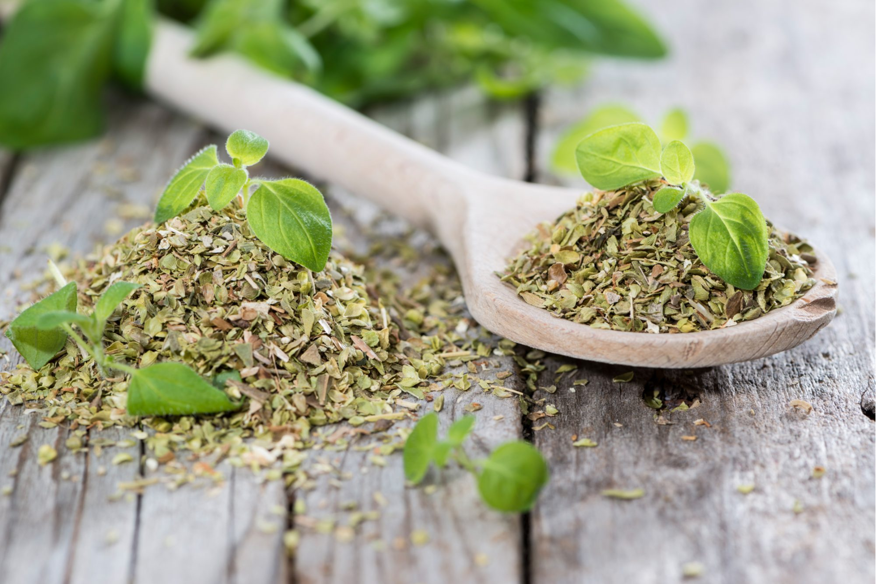 Growing Your Own Oregano: Fresh Herbs at Your Fingertips