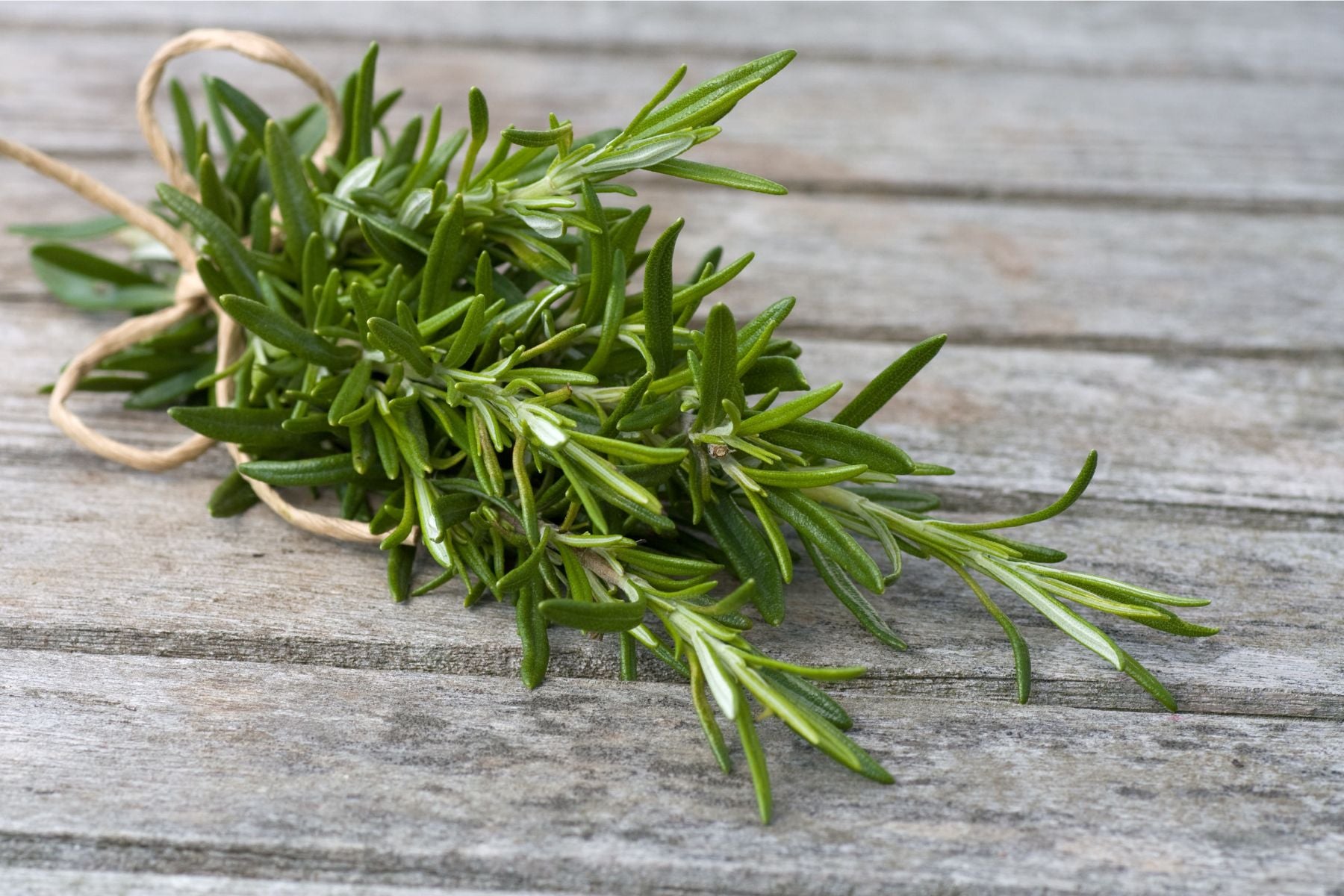 Rosemary: The "It" Herb of the Moment