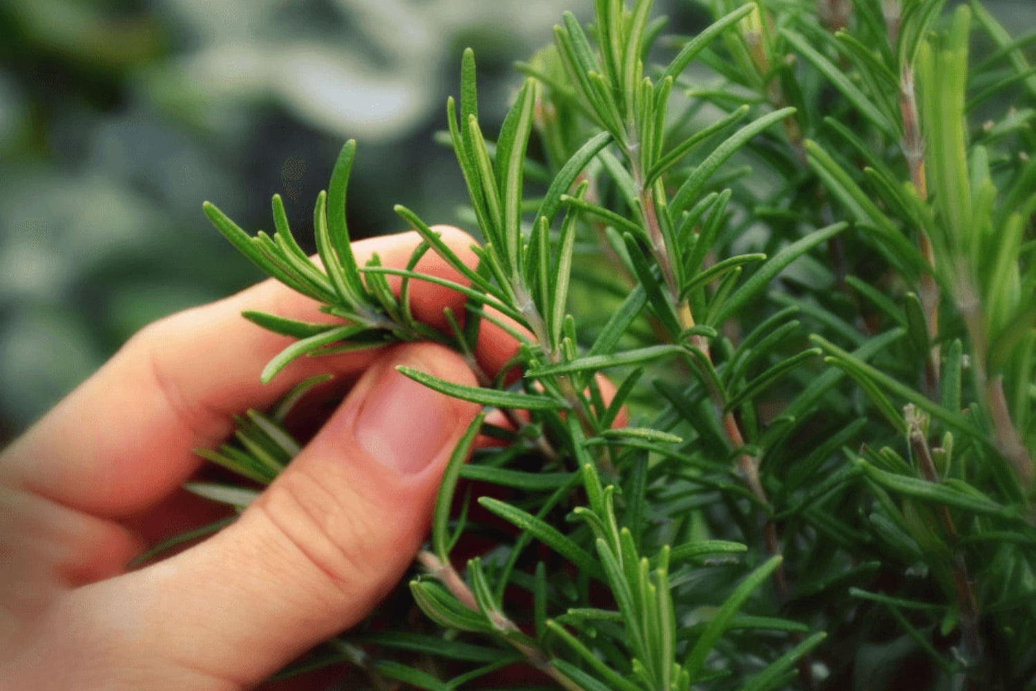 Rosemary: Your Hair's Secret Weapon