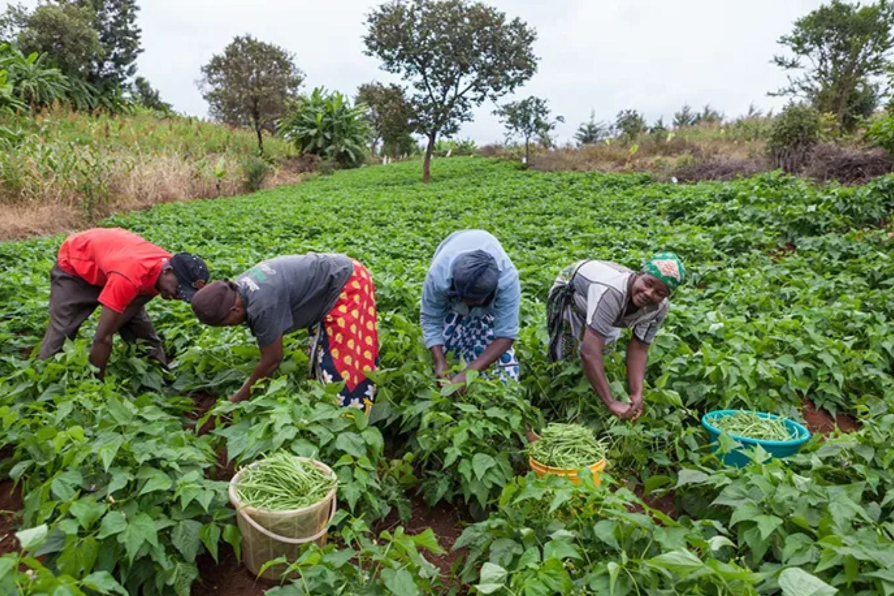 A Deep Dive into India's Organic Farming Heritage: A Journey Through History and Tradition