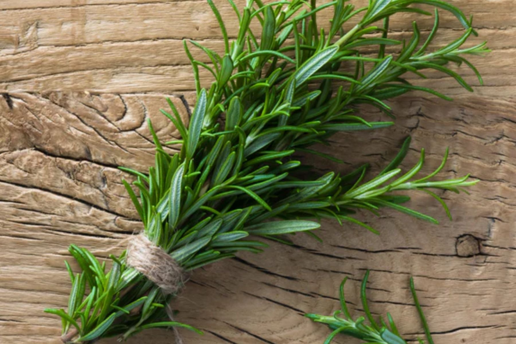 Rosemary: The Herb That Has It All