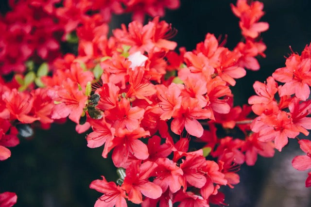 A cluster of bright red flowers with a bee collecting nectar in the center.