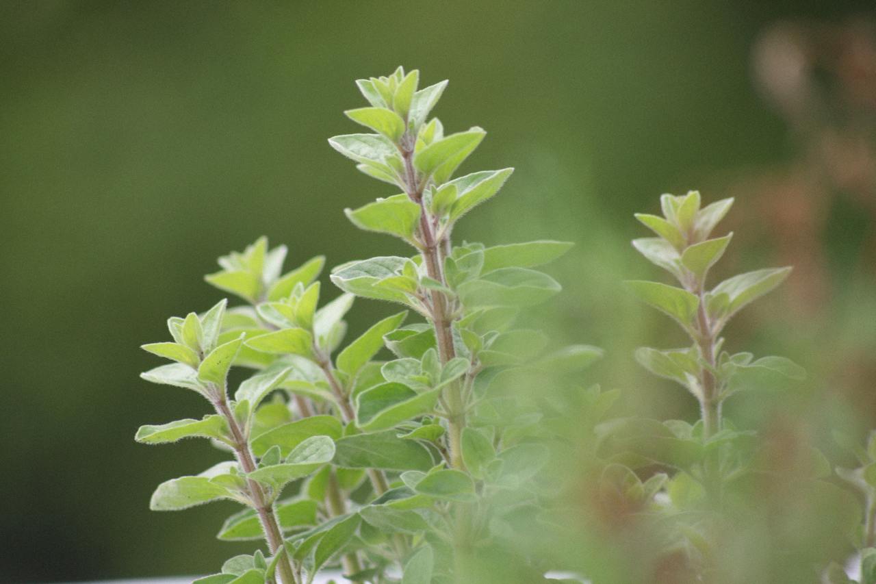 Fresh vs. Dried Oregano: Unlocking the Full Flavor Potential