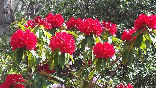 Top 10 Health Benefits of Rhododendron Tea You Need to Know